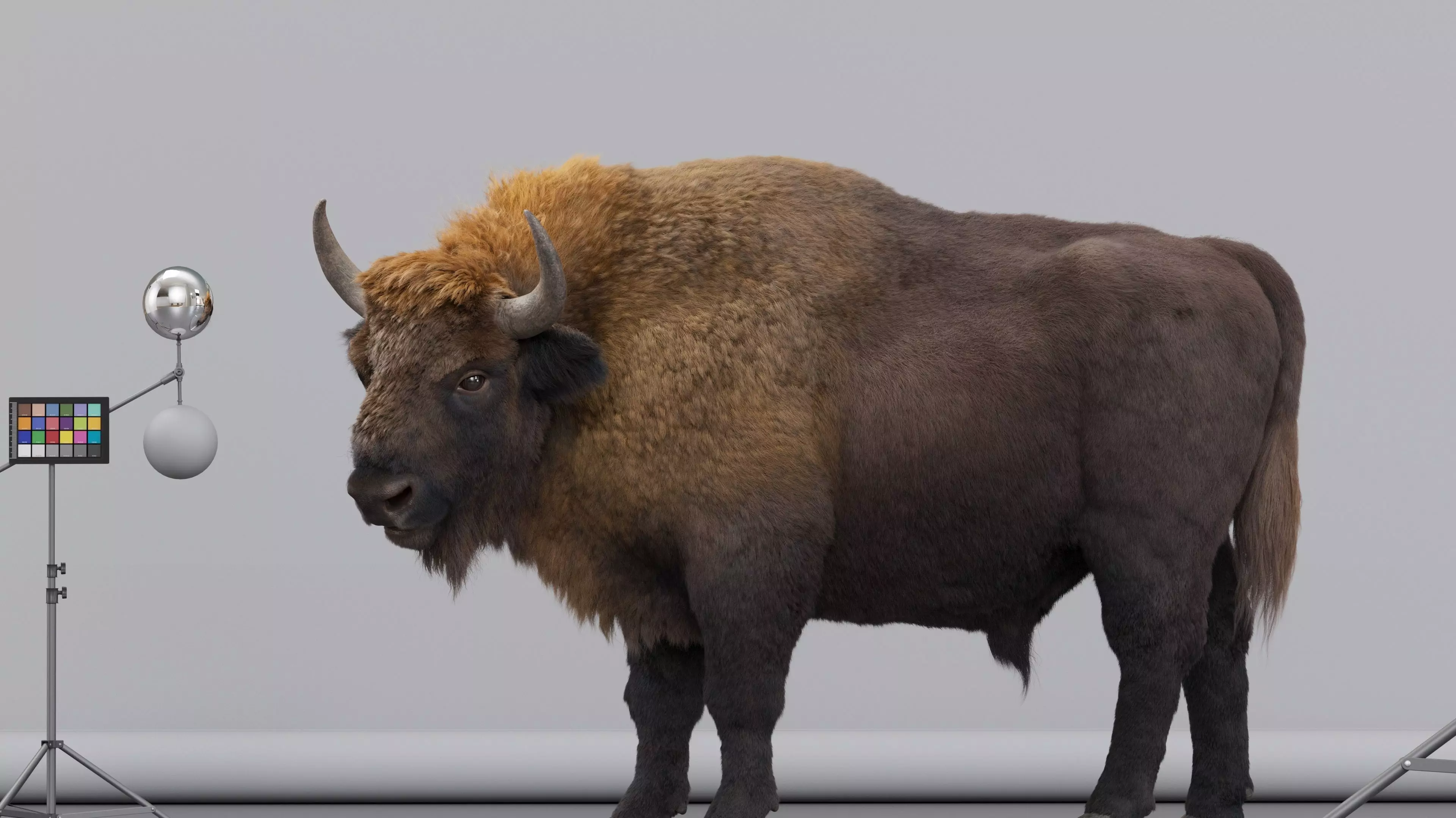 3D European bison    3D model_0