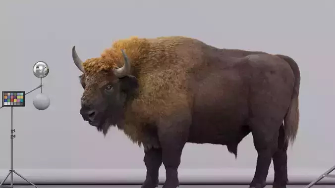3D European bison    3D model