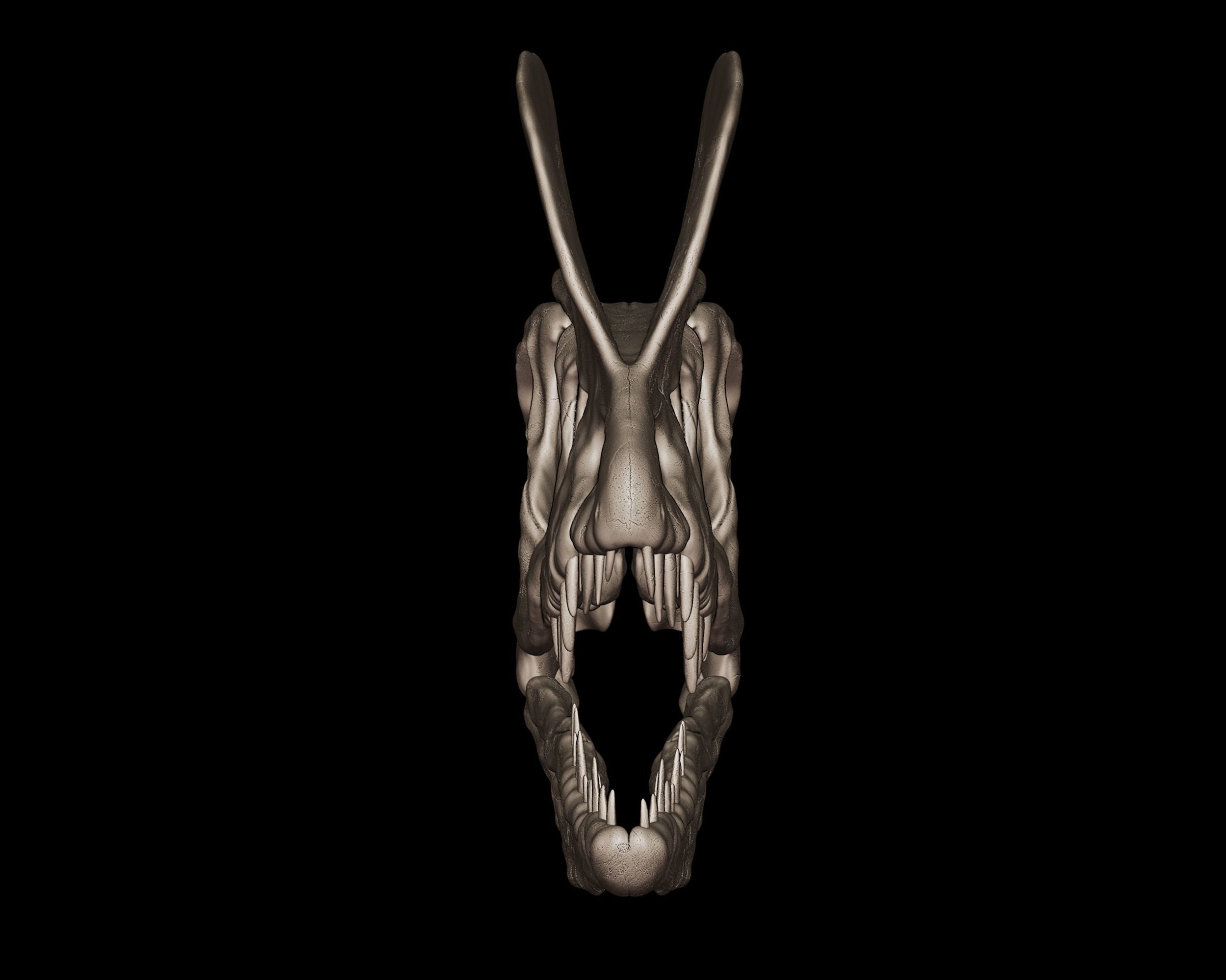 Dilophosaurus Skull  3D print model_7