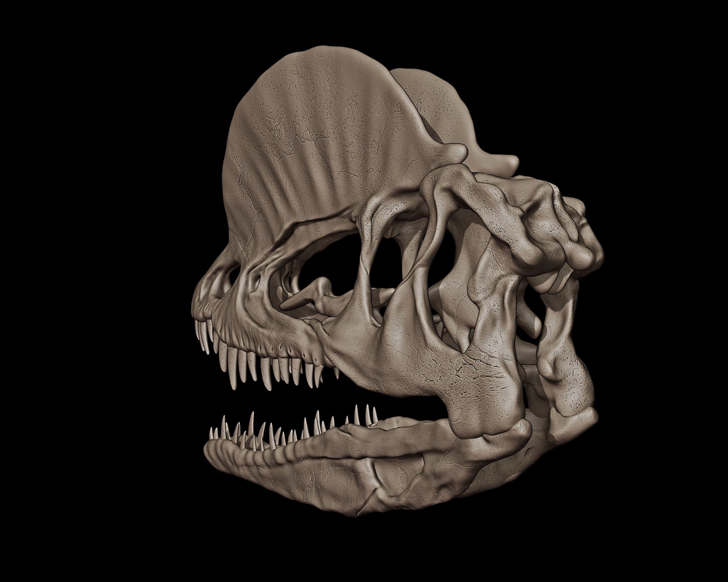 Dilophosaurus Skull  3D print model_3