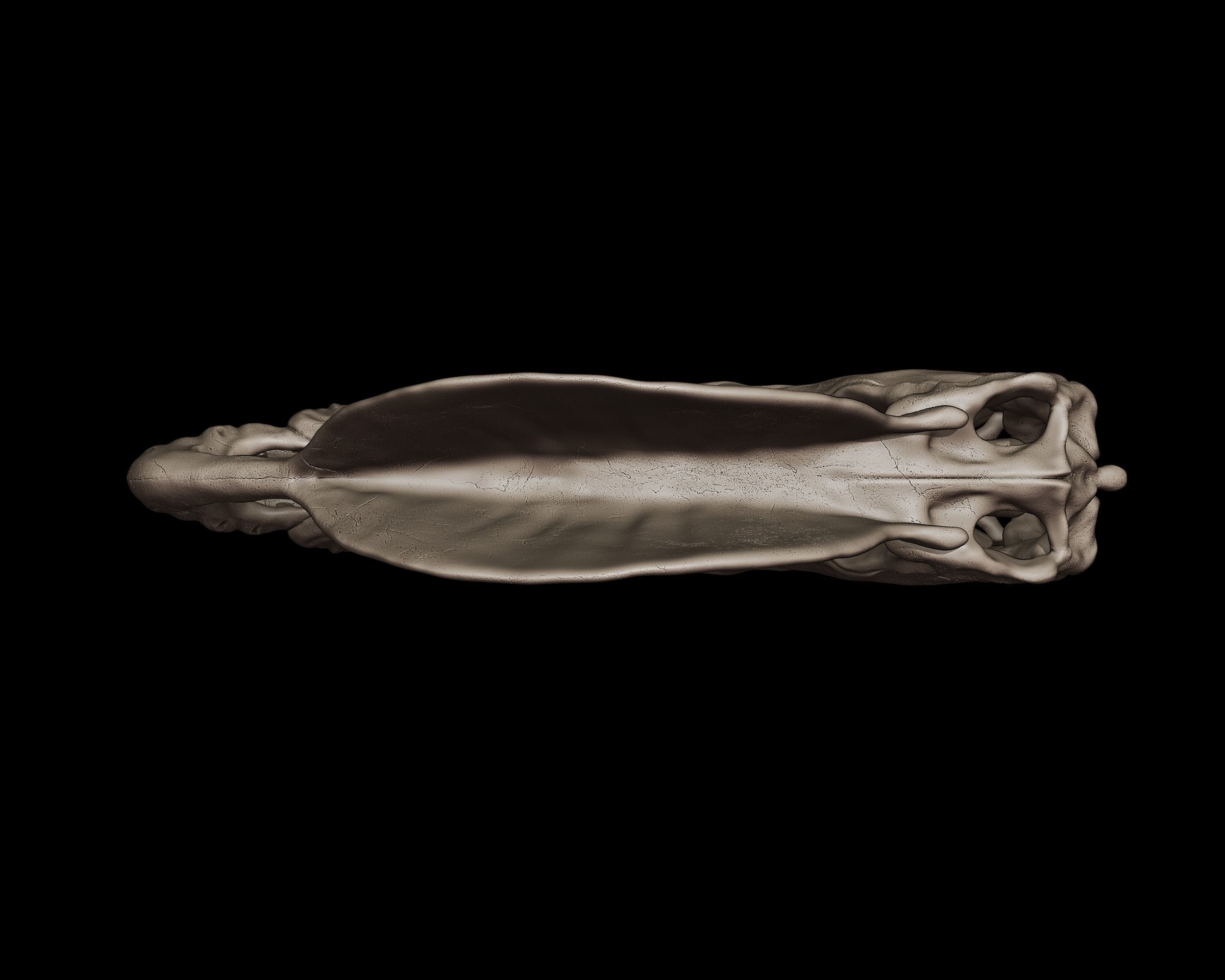Dilophosaurus Skull  3D print model_5