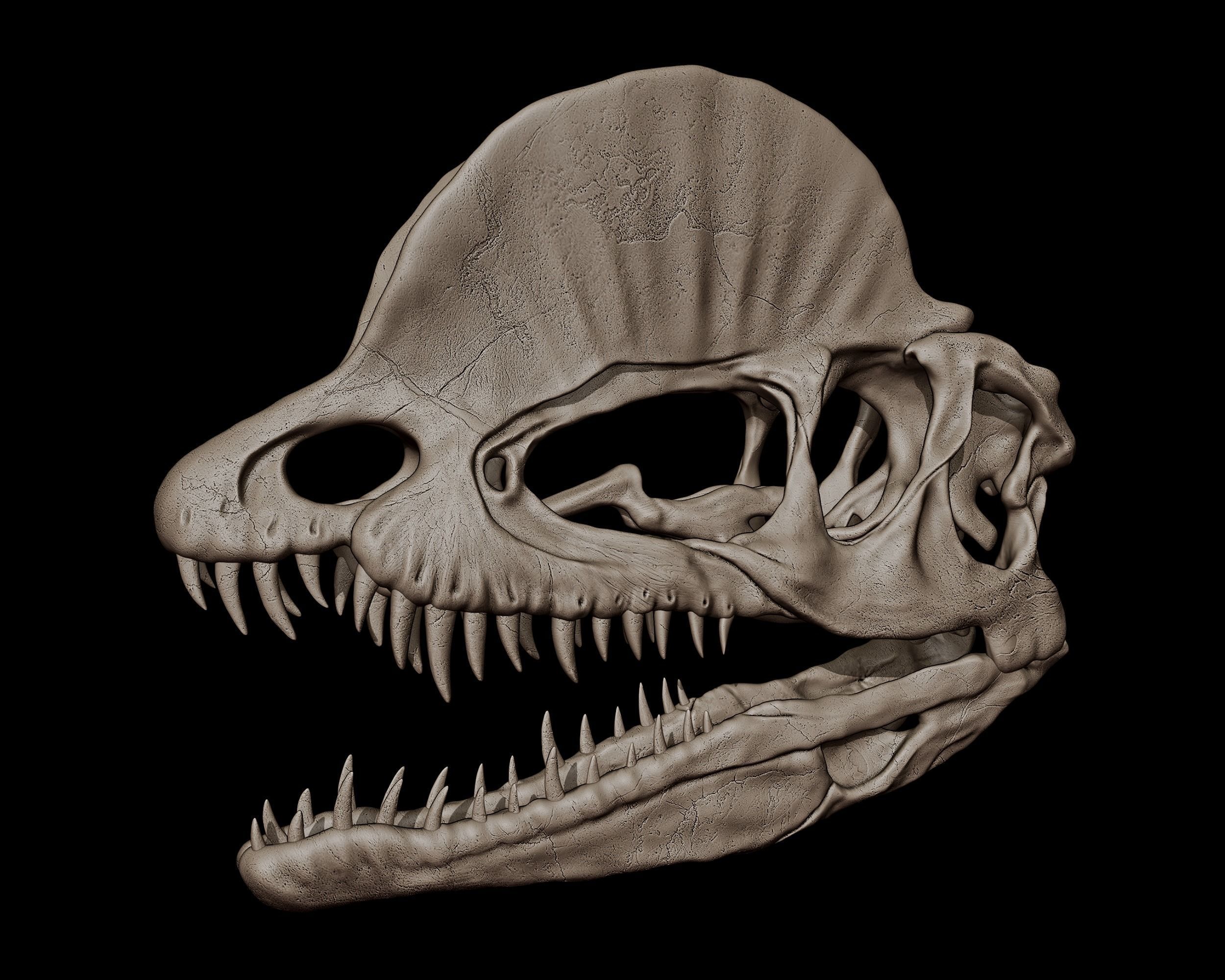 Dilophosaurus Skull  3D print model_2
