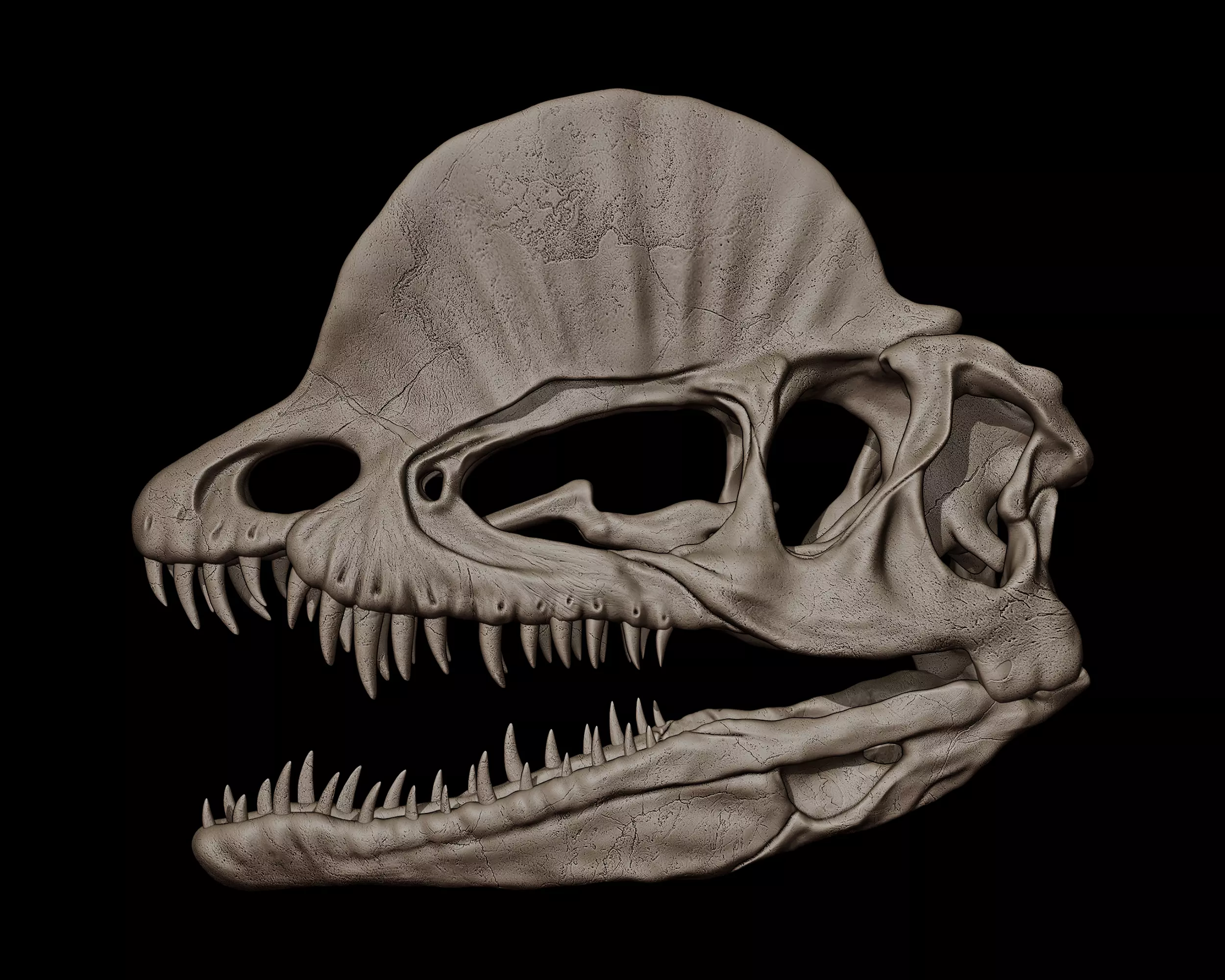Dilophosaurus Skull  3D print model_0