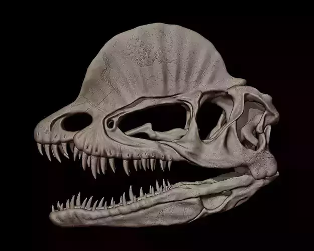 Dilophosaurus Skull  3D print model