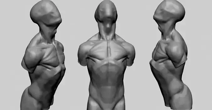 Base Male Torso C 3D model