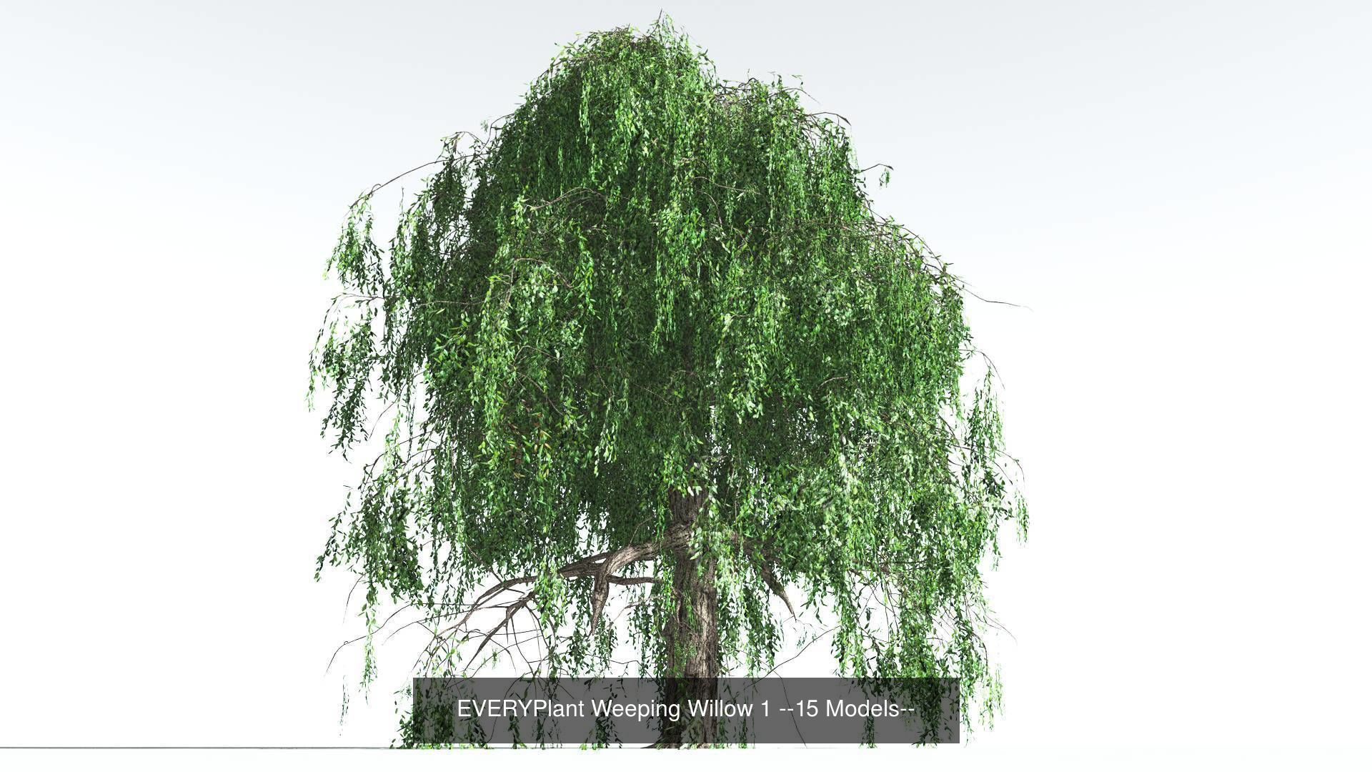EVERYPlant Weeping Willow Bundle --60 Models-- 3D Model Collection_1
