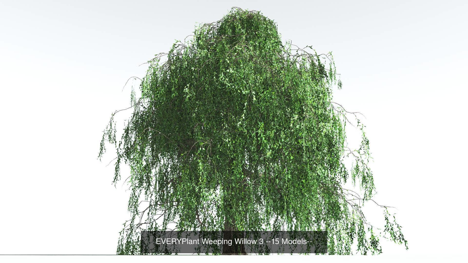 EVERYPlant Weeping Willow Bundle --60 Models-- 3D Model Collection_3