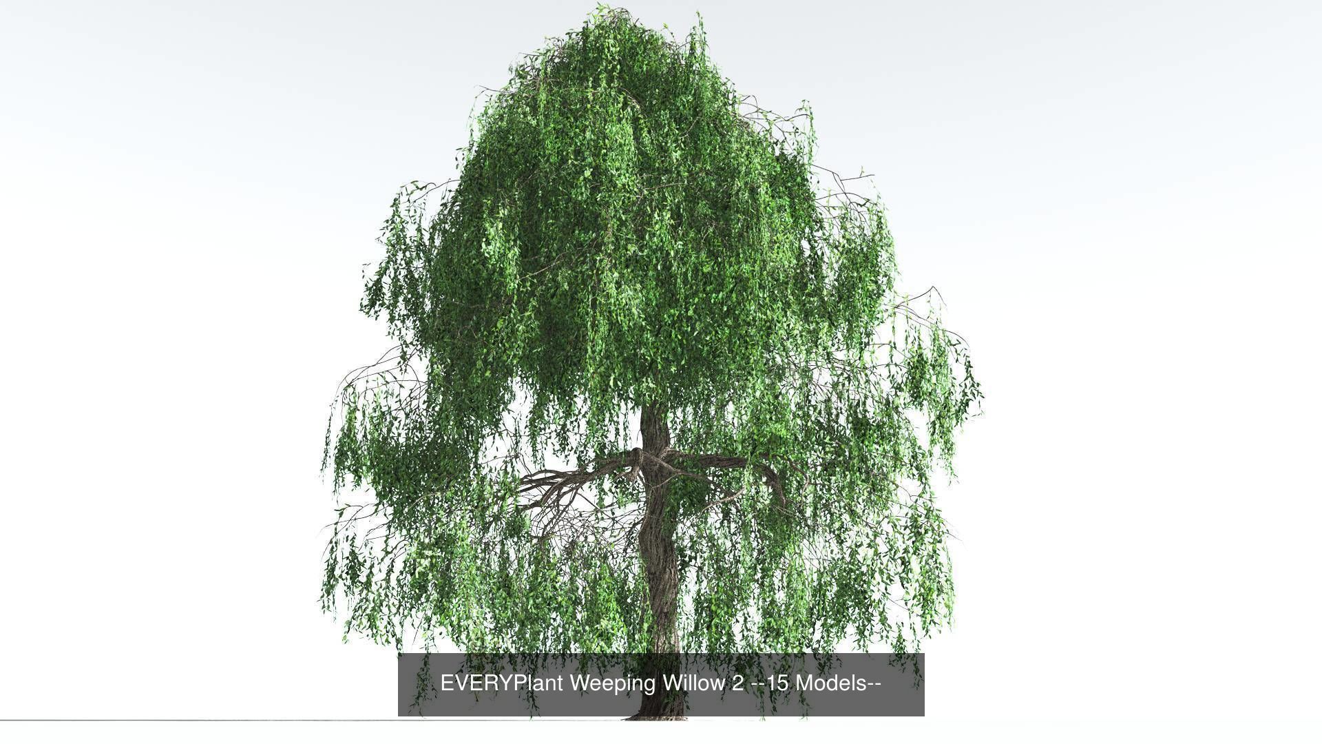 EVERYPlant Weeping Willow Bundle --60 Models-- 3D Model Collection_2