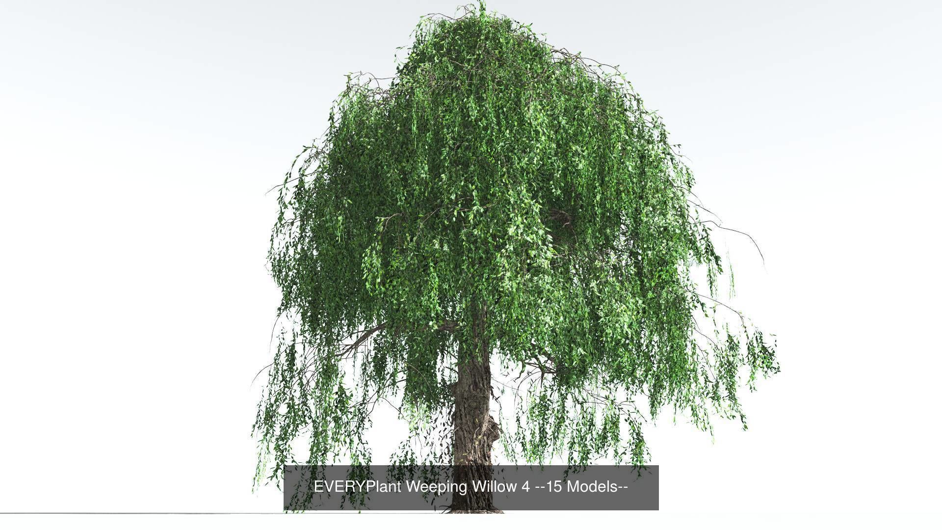 EVERYPlant Weeping Willow Bundle --60 Models-- 3D Model Collection_4