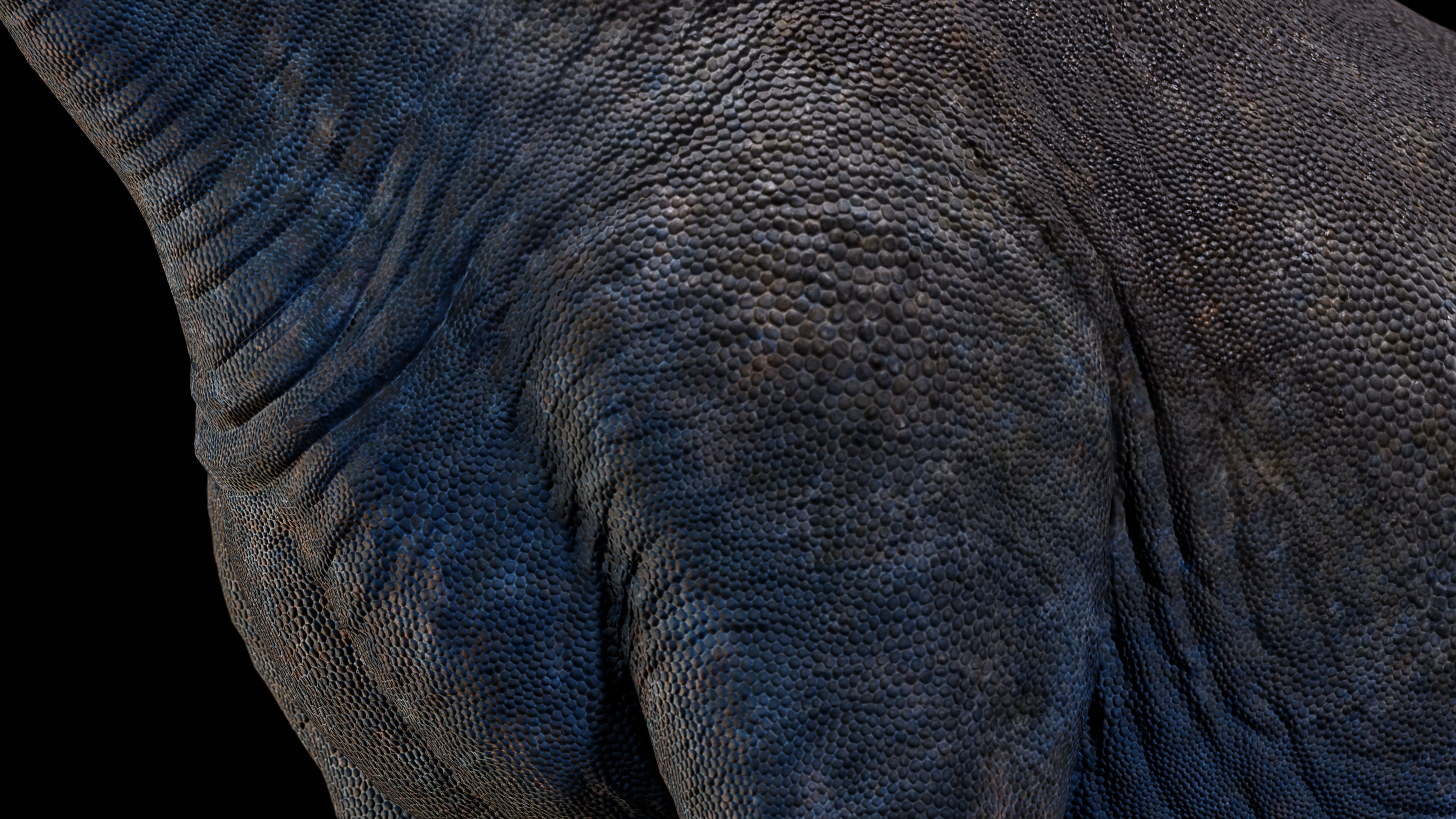 Argentinosaurus Animated 3D model_2