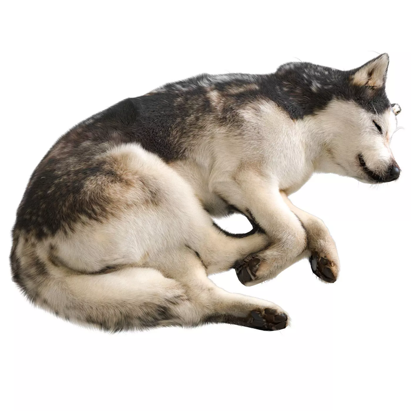 Dog - Husky 3D model