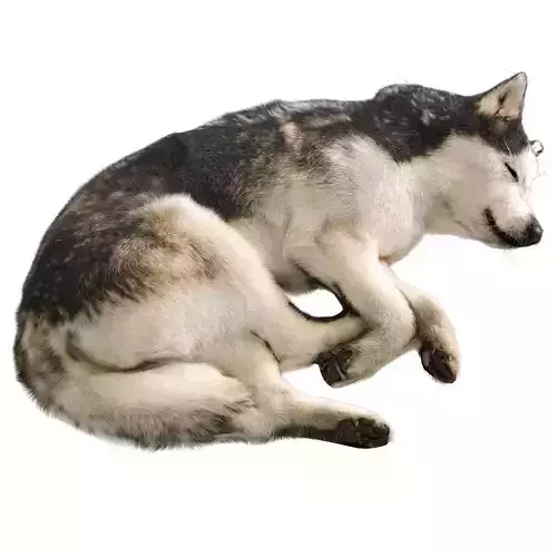 Dog - Husky