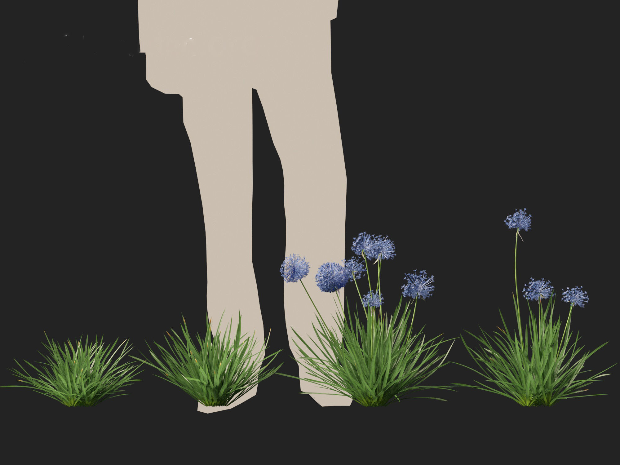 Allium caeruleum - Blue globe onion 3D model_5