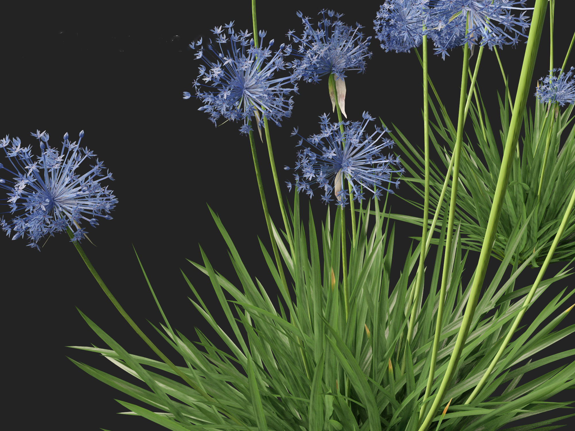 Allium caeruleum - Blue globe onion 3D model_2
