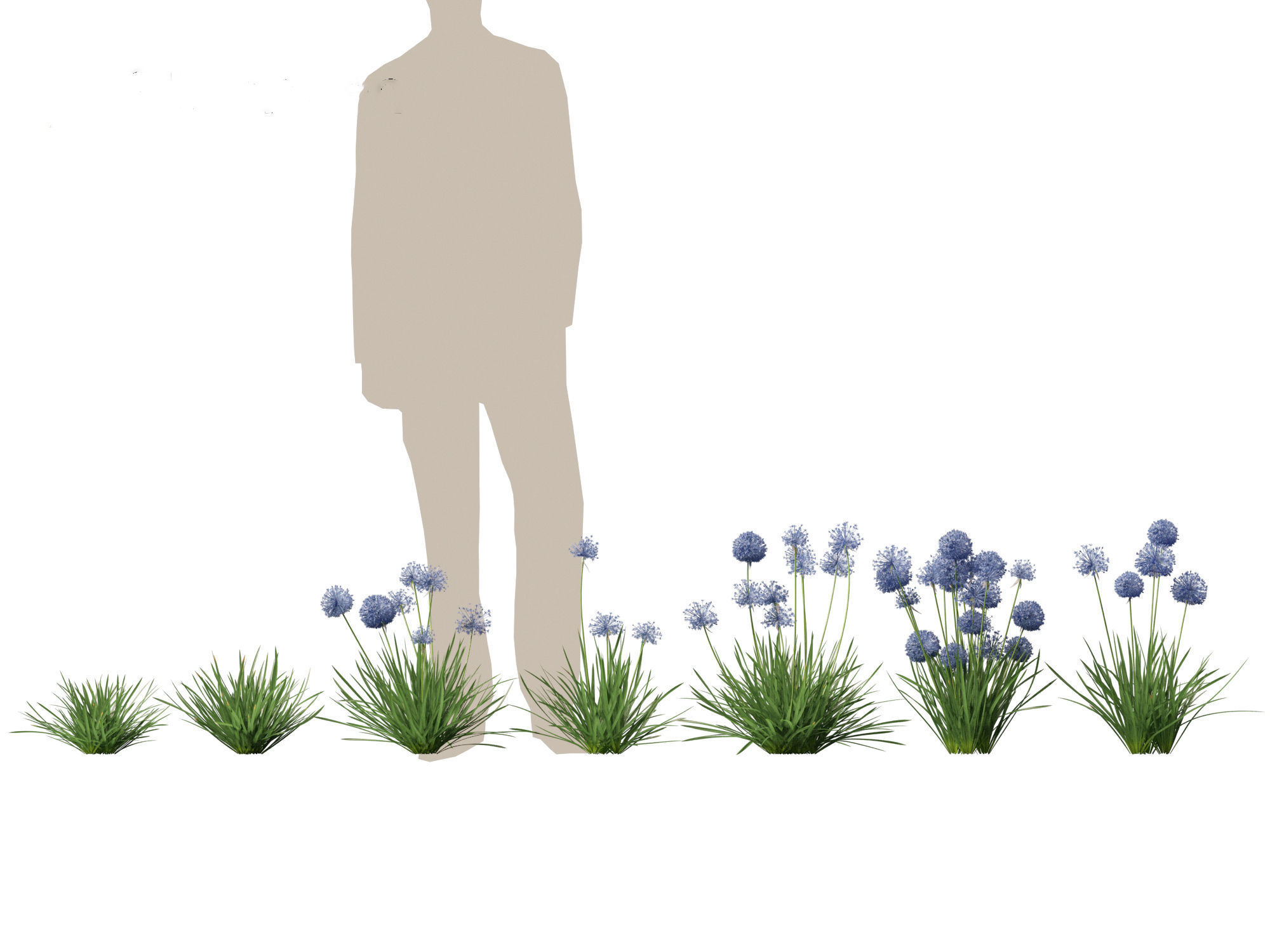 Allium caeruleum - Blue globe onion 3D model_1