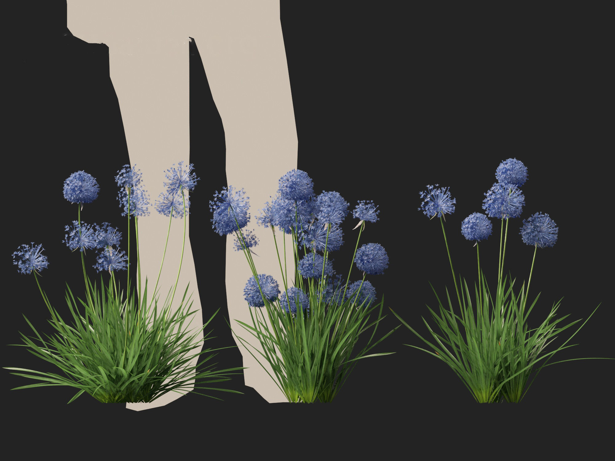 Allium caeruleum - Blue globe onion 3D model_7