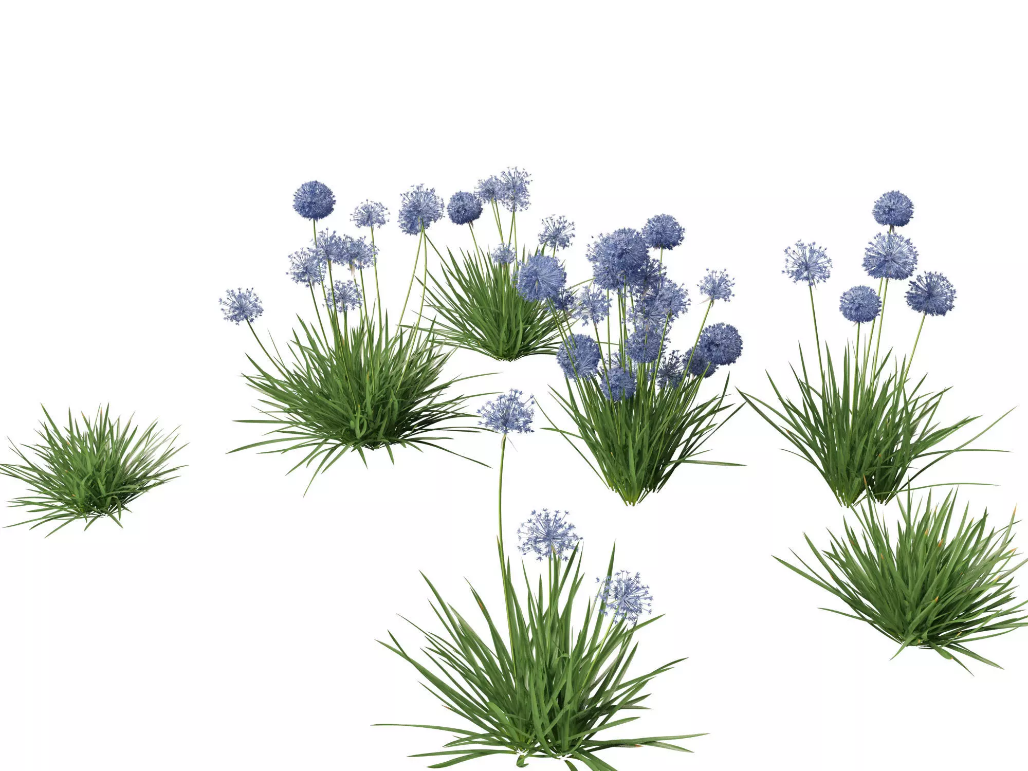 Allium caeruleum - Blue globe onion 3D model_0