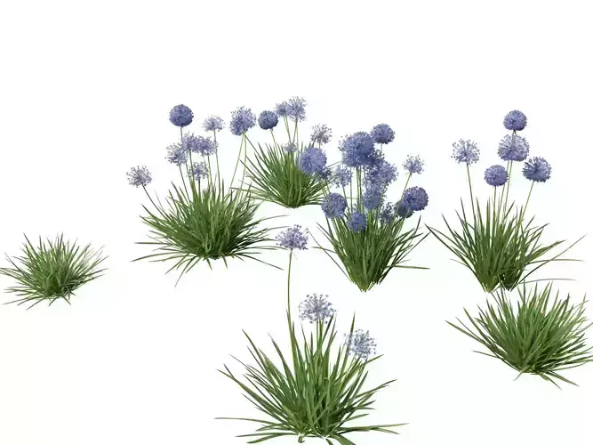 Allium caeruleum - Blue globe onion