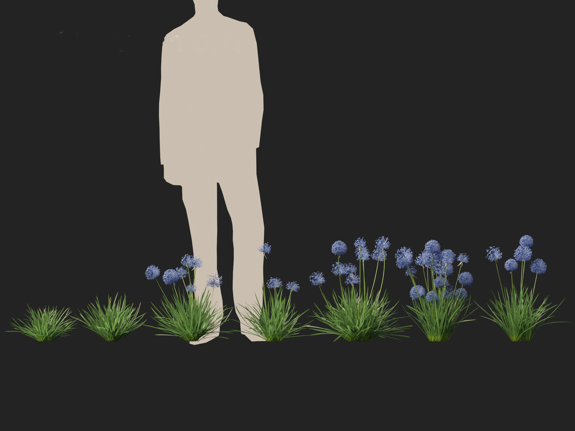 Allium caeruleum - Blue globe onion 3D model_3