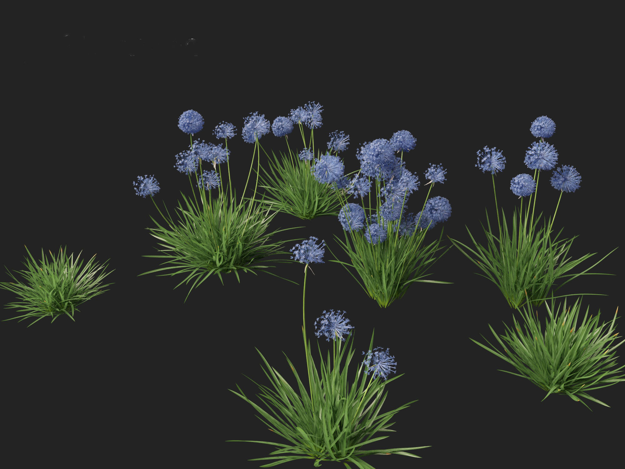 Allium caeruleum - Blue globe onion 3D model_8