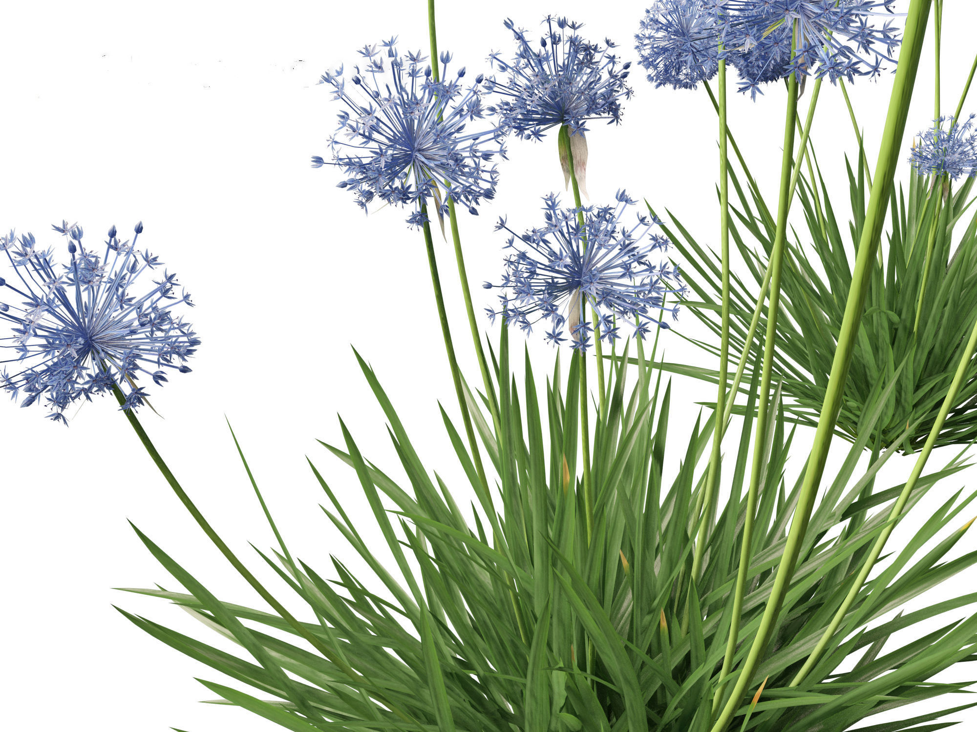Allium caeruleum - Blue globe onion 3D model_9