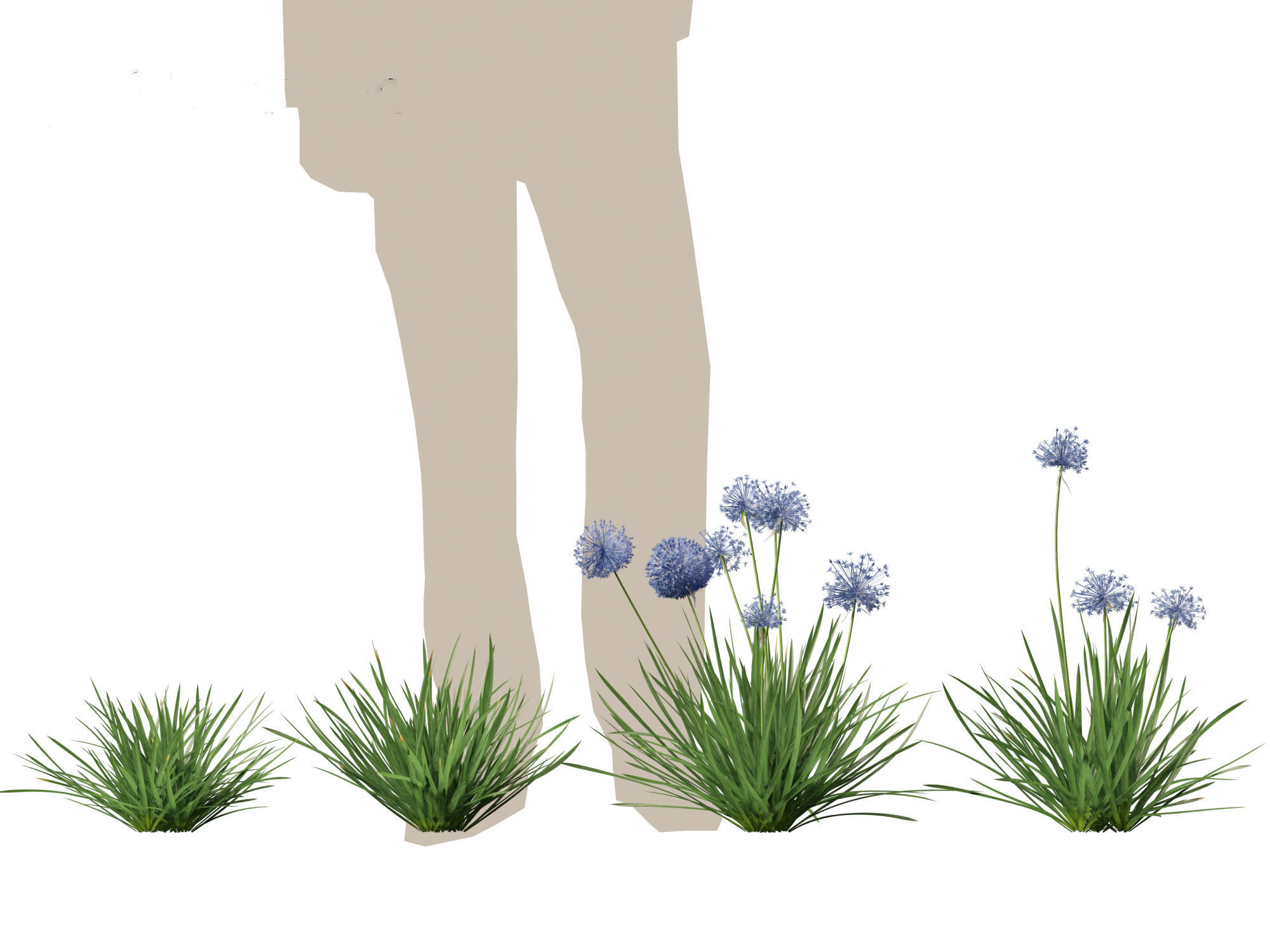 Allium caeruleum - Blue globe onion 3D model_4