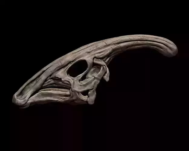 Parasaurolophus skull 3D print model