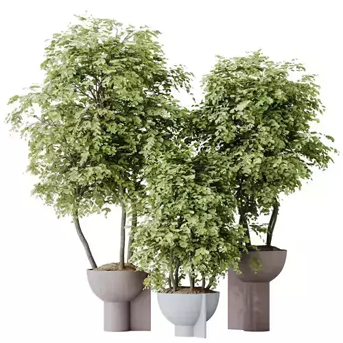 Mission Kalamata Leccino Arbequina Wilsonii Chemlali Olive Set15 3D model
