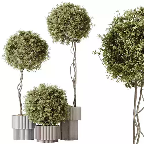 Mission Kalamata Leccino Arbequina Wilsonii Chemlali Olive Set14 3D model