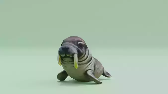 Baby Walrus Cute