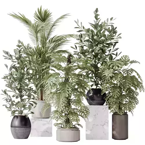 Indoor plant set 38 3D model