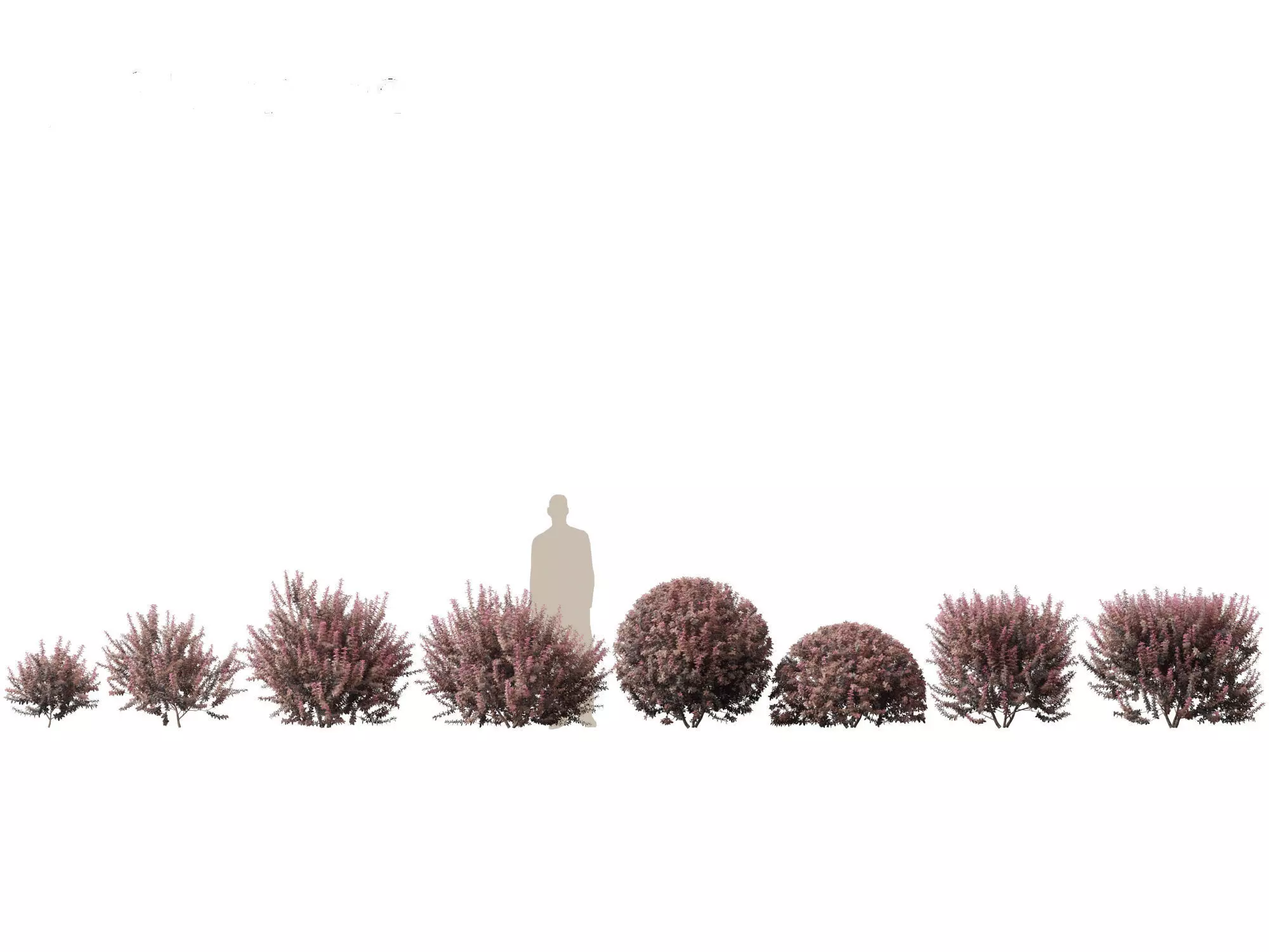 Berberis thunbergii - Japanese barberry 3D model