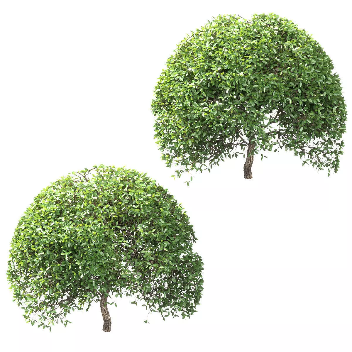 Ball-shaped bushes v2 - 2 models 3D model_0