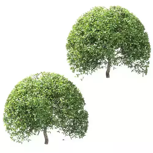 Ball-shaped bushes v2 - 2 models 3D model