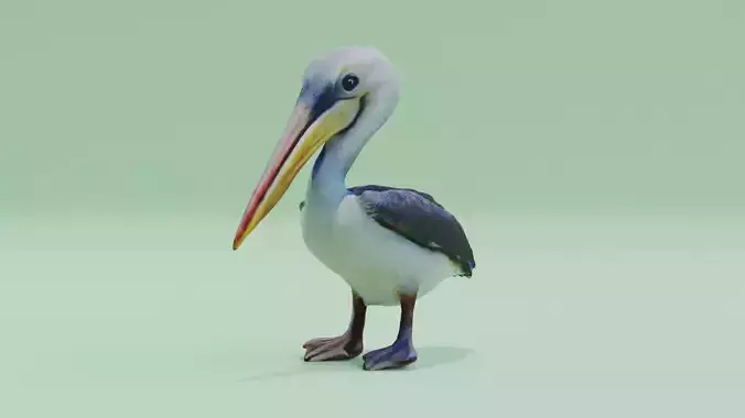 Baby Pelican Cute