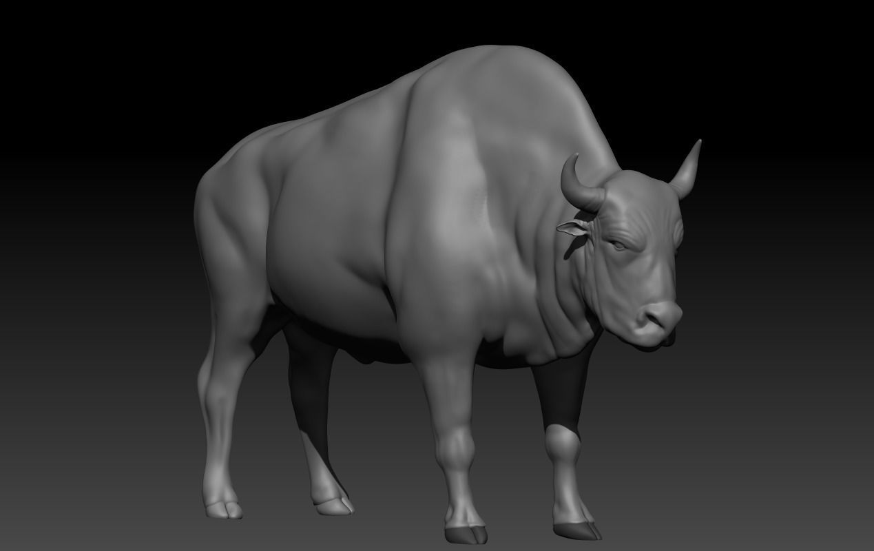 BULL Anatomy 3D print model_2