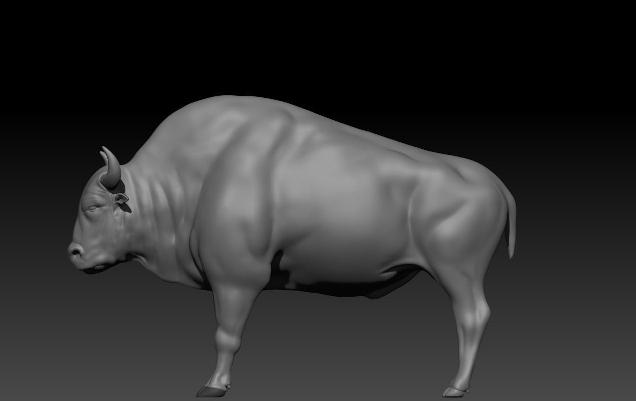 BULL Anatomy 3D print model_3