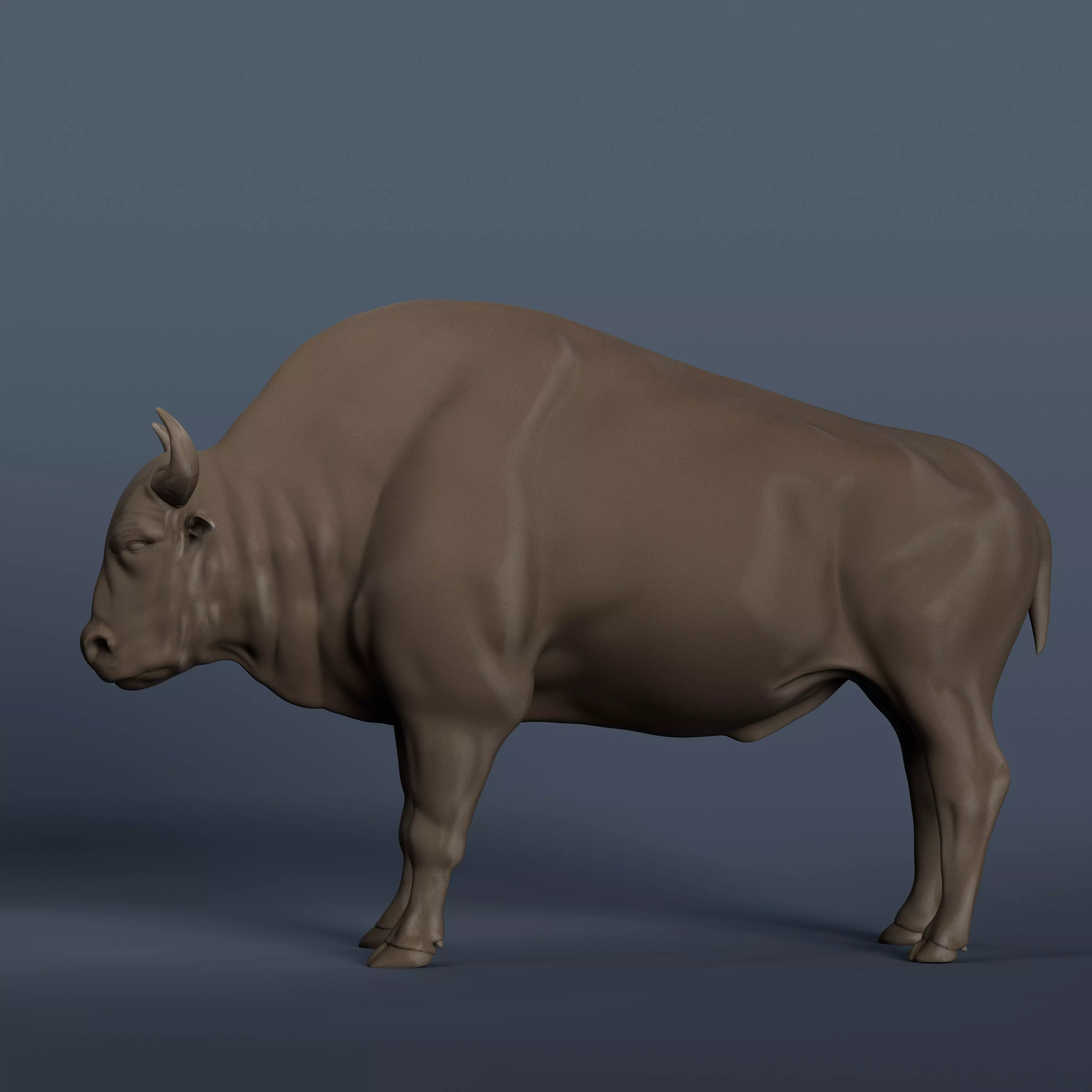 BULL Anatomy 3D print model_0