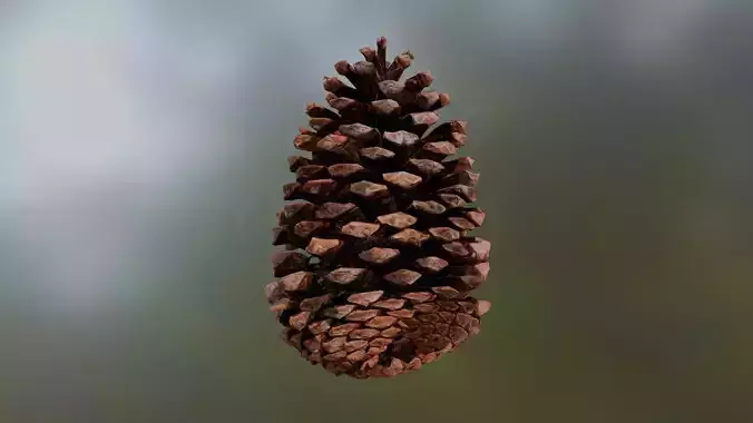 Large Pine Cone