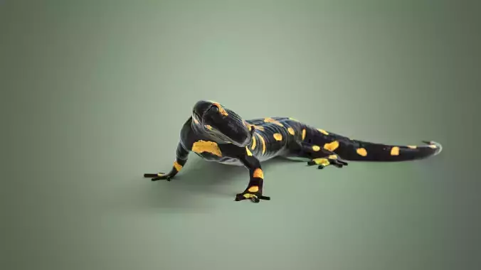 Salamander realistic Rigged Blender 3D model