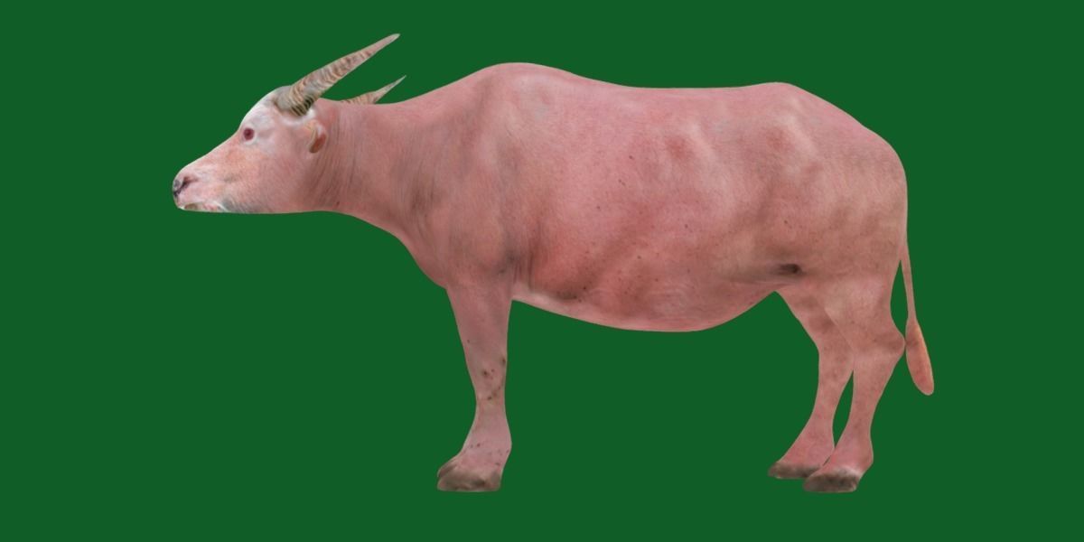 Albino Asian Water Buffalo  3D model_22