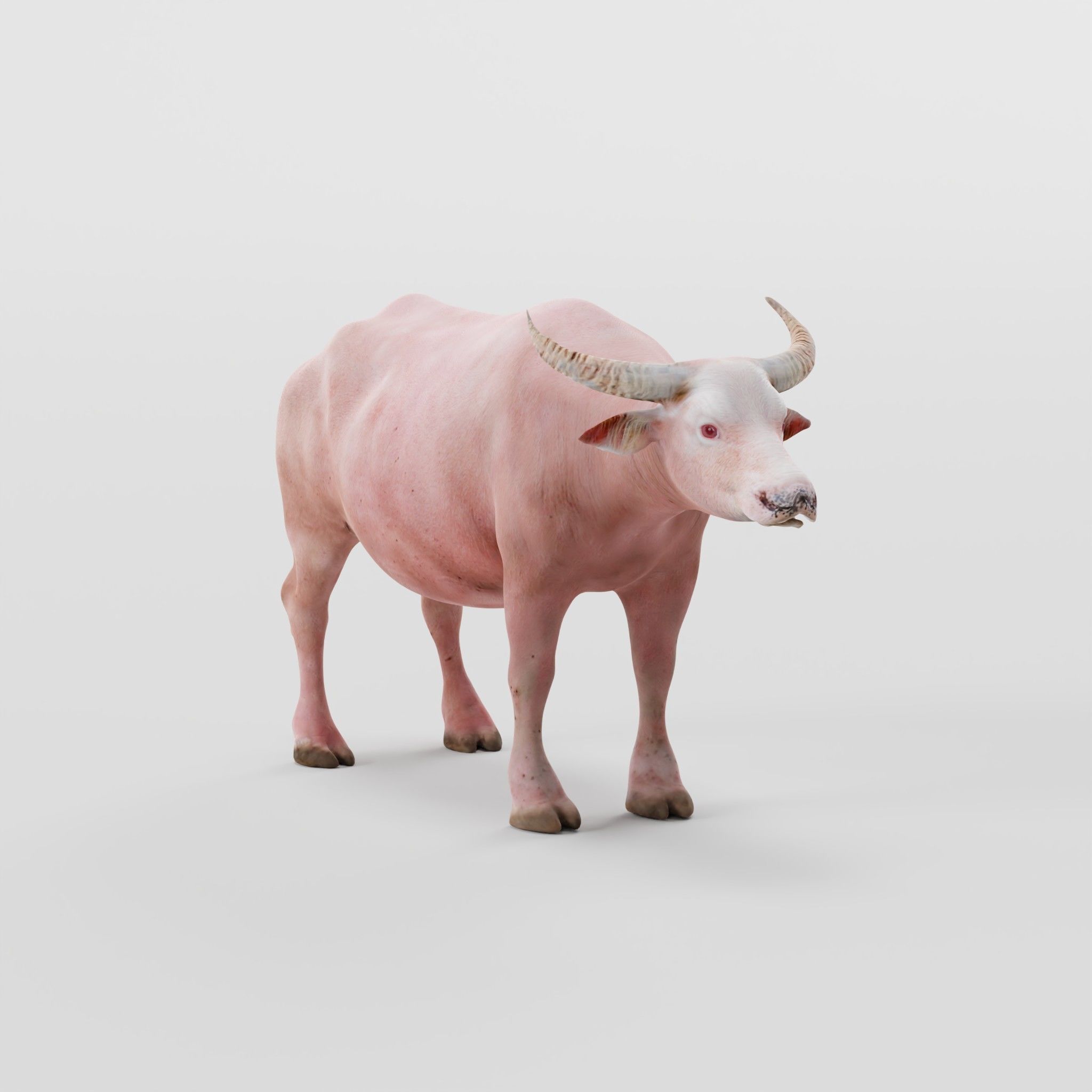 Albino Asian Water Buffalo  3D model_28