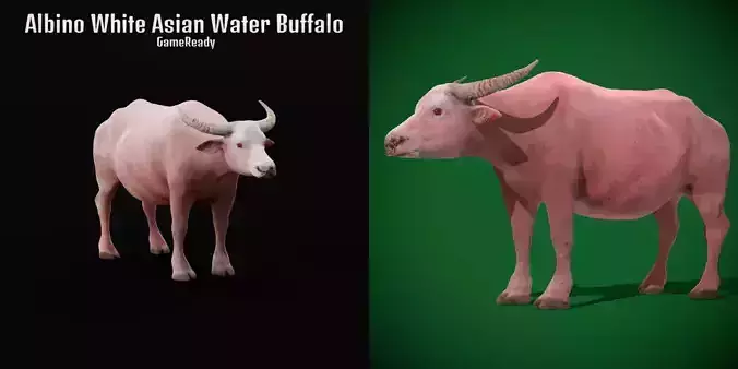 Albino Asian Water Buffalo 