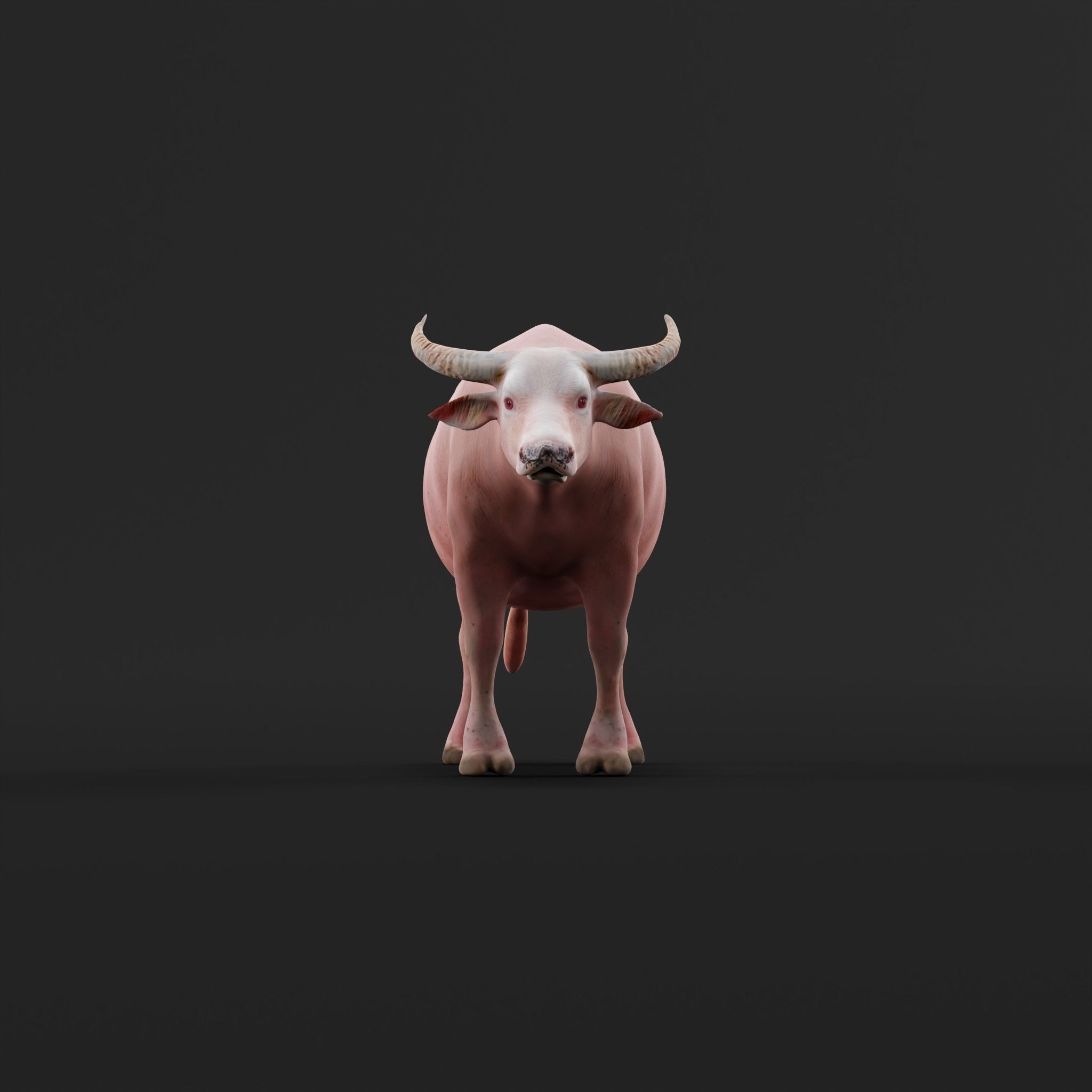 Albino Asian Water Buffalo  3D model_25