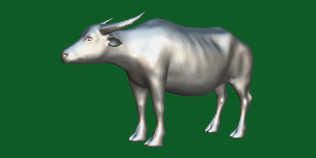 Albino Asian Water Buffalo  3D model_7