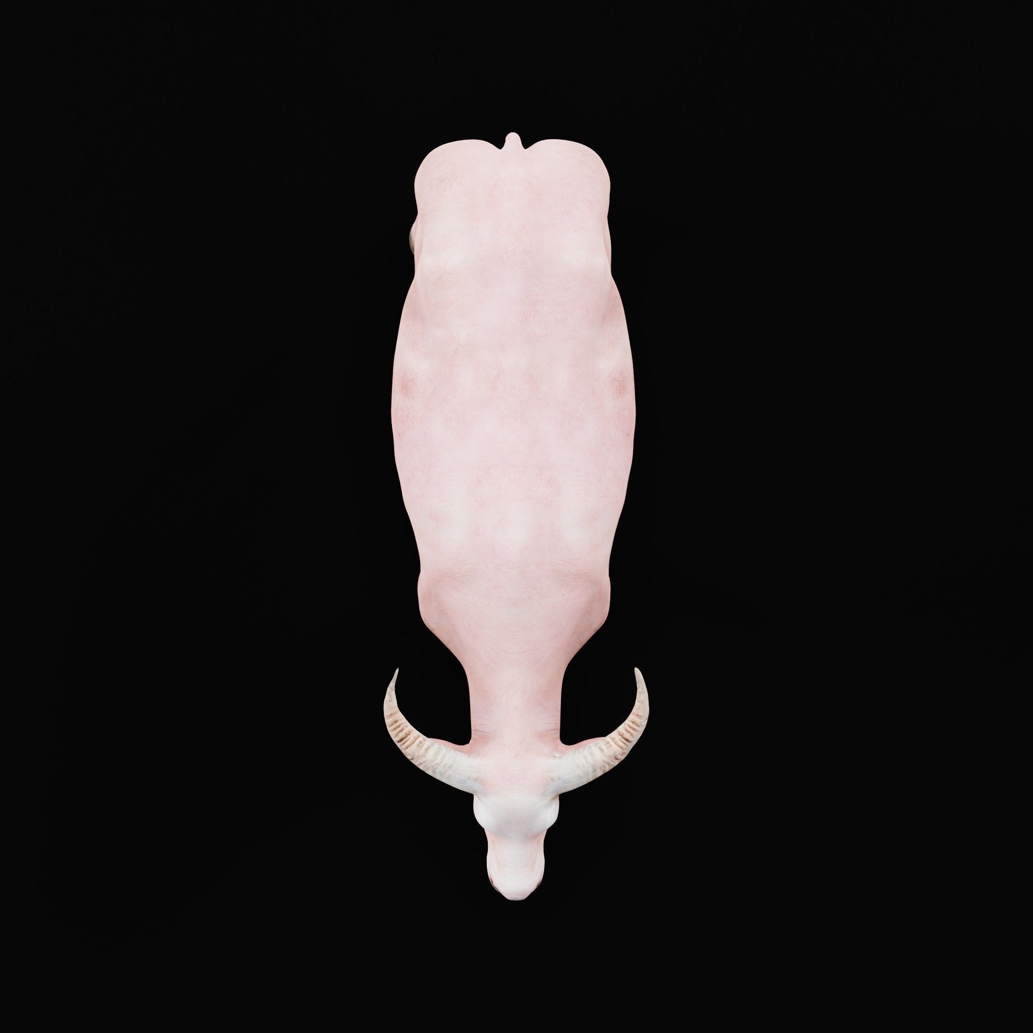 Albino Asian Water Buffalo  3D model_2