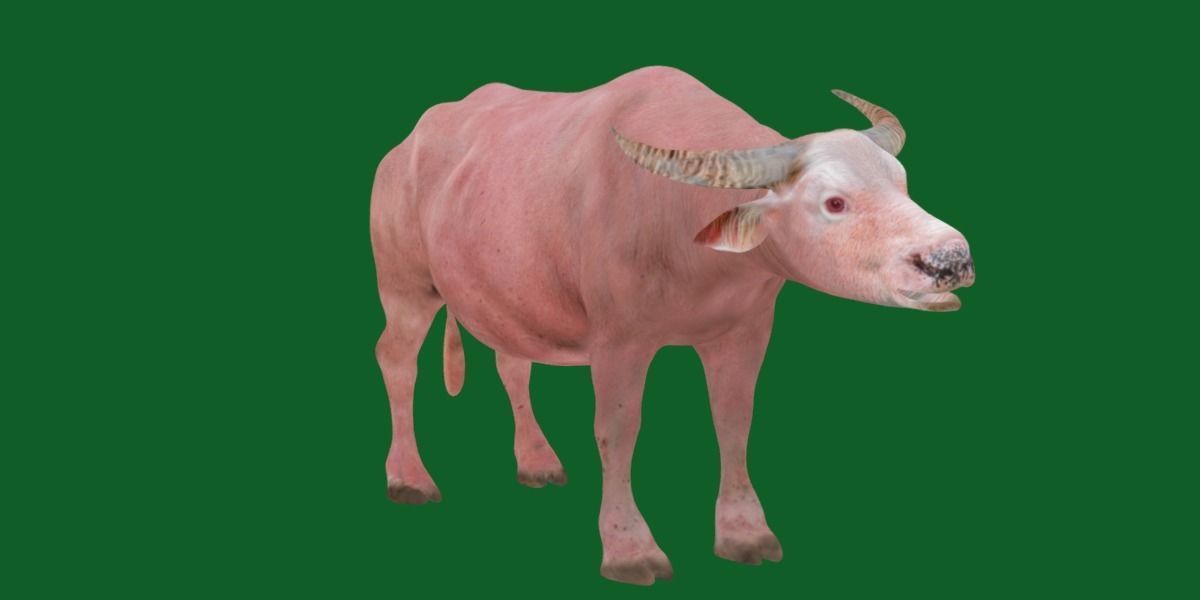 Albino Asian Water Buffalo  3D model_21
