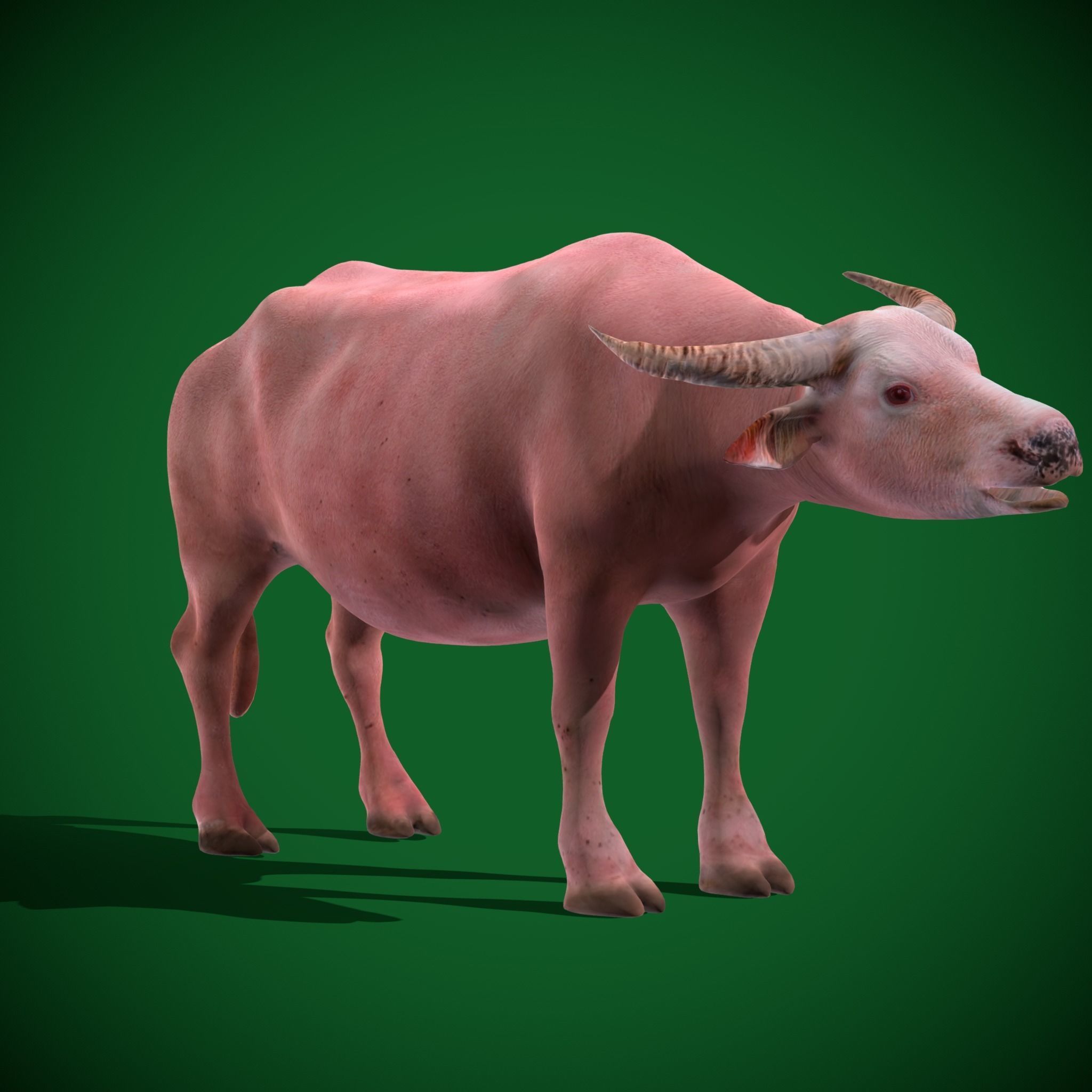 Albino Asian Water Buffalo  3D model_15