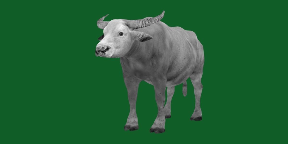 Albino Asian Water Buffalo  3D model_5
