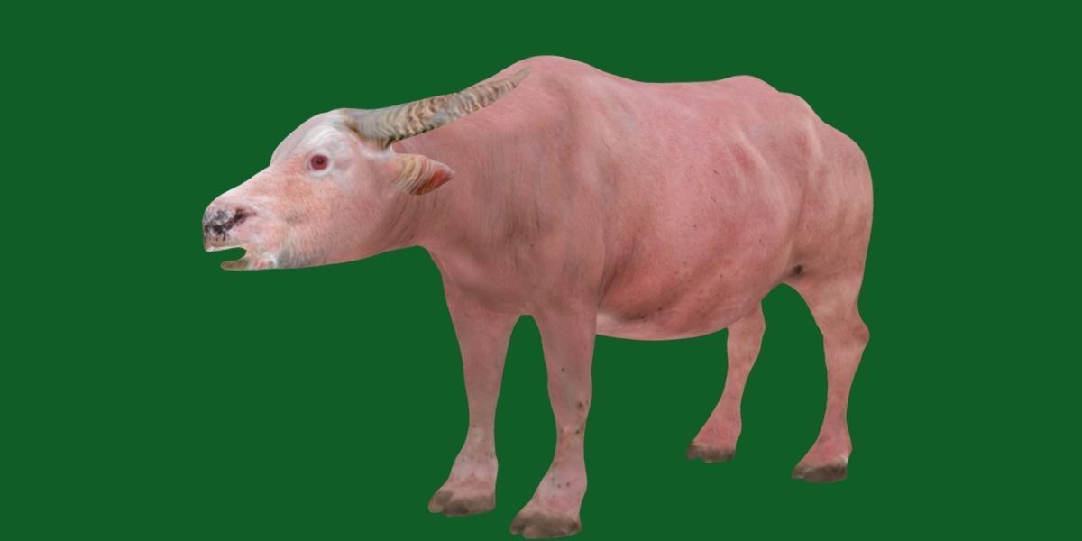 Albino Asian Water Buffalo  3D model_20